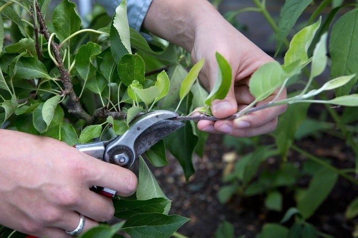 Händer beskär en fruktträdsgren med sekatör bland gröna blad