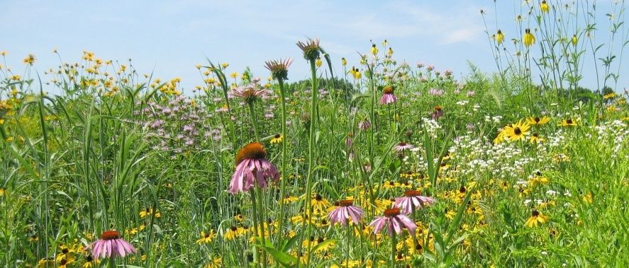 Frodig blomsteräng med solhattar, gula blommor och höga grässtrån