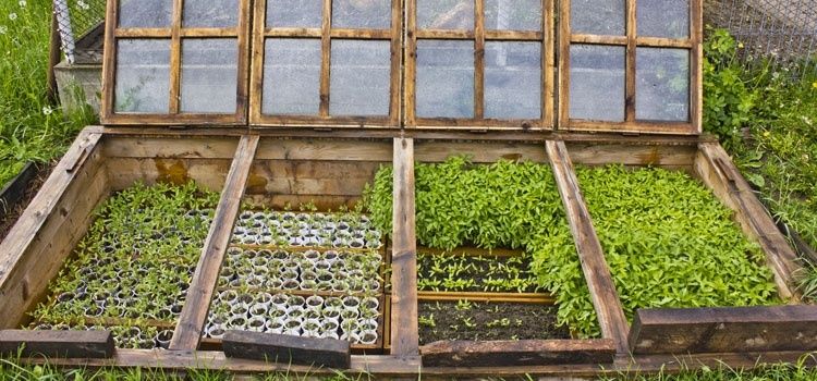 Gammal kallbänk med glaslock och täta rader av små plantor