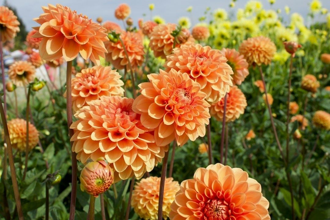 Blommande dahlior i orange och aprikos i en tät rabatt
