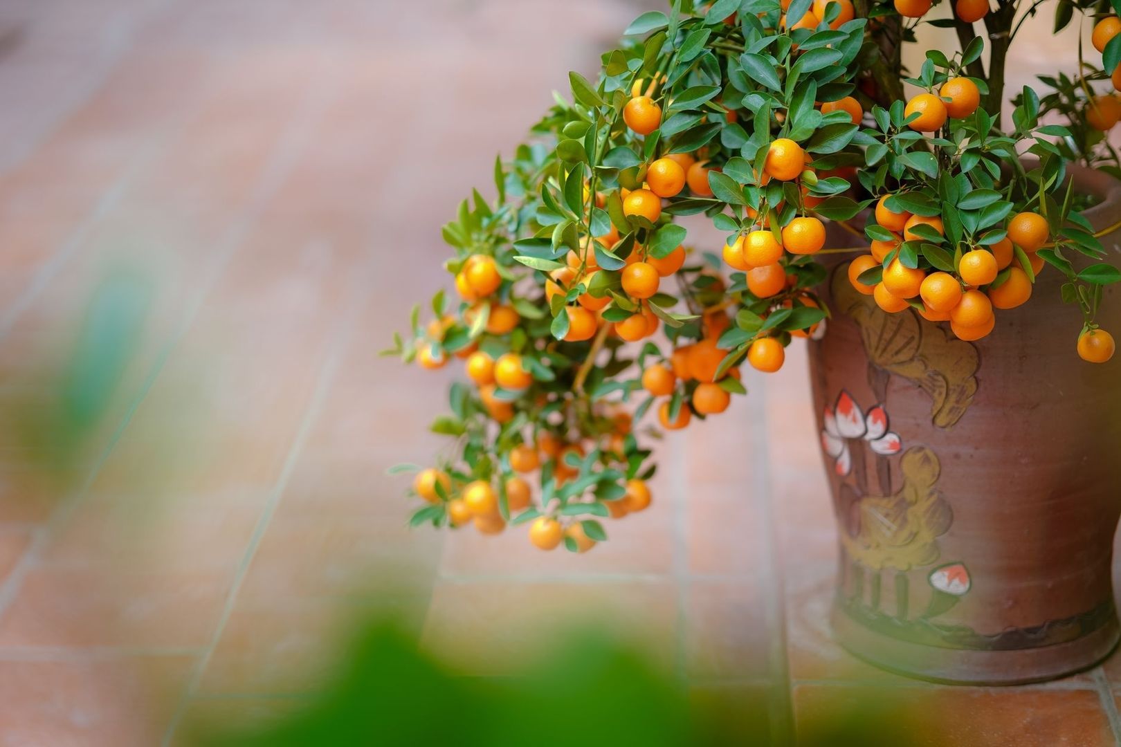 Citrusträd med många orange frukter i en dekorerad kruka inomhus